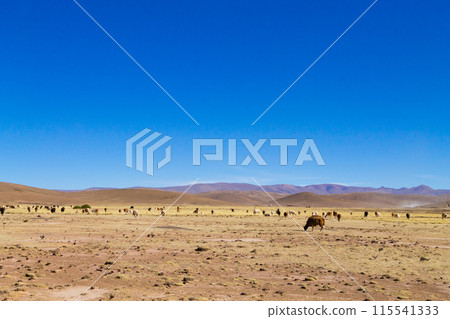 Bolivian llama breeding,Bolivia 115541333