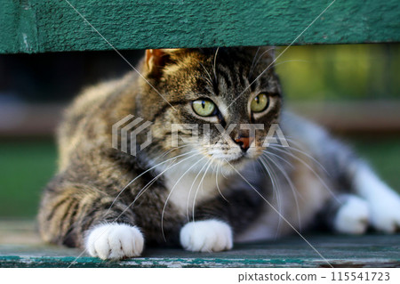 The grey cat is resting and looking around. close-up. cute pets. The grey cat is resting and looking around. close-up. cute pets. 115541723