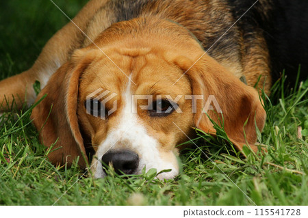 a small dog of the Beagle hunting breed. cute pet dog a small dog of the Beagle hunting breed. cute pet dog 115541728