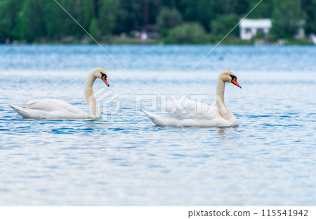 Two Graceful white Swans swimming in the lake, swans in the wild 115541942