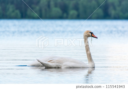 Graceful white Swan swimming in the lake, swans in the wild. Portrait of a white swan swimming on a lake. 115541943