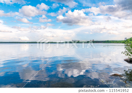 Graceful white Swans swimming in the lake, swans in the wild 115541952