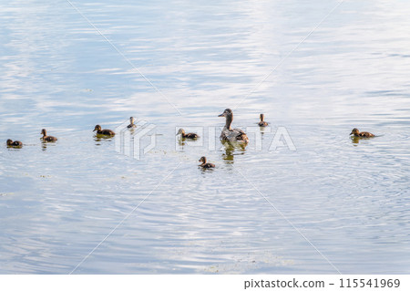 A family of ducks, a duck and its little ducklings are swimming in the water. The duck takes care of its newborn ducklings. Mallard, lat. Anas platyrhynchos A family of ducks, a duck and its little ducklings are swimming in the water. The duck takes care of its newborn ducklings. Mallard, lat. Anas platyrhynchos 115541969
