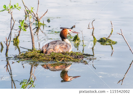Great Crested Grebe, Podiceps cristatus, water bird sitting on the nest, nesting time on the green lake 115542002