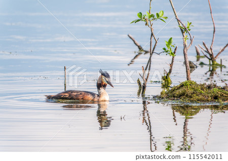 The waterfowl bird Great Crested Grebe swimming in the lake near its nest with eggs 115542011