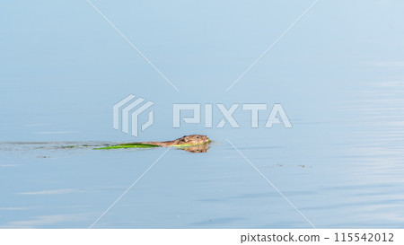 Muskrat, Ondatra zibethicuseats swiming at the surface of the lake water. 115542012