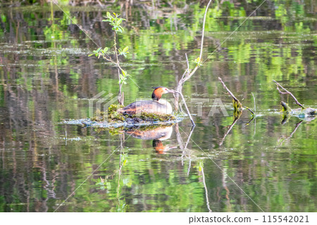 Great Crested Grebe, Podiceps cristatus, water bird sitting on the nest, nesting time on the green lake Great Crested Grebe, Podiceps cristatus, water bird sitting on the nest, nesting time on the green lake 115542021