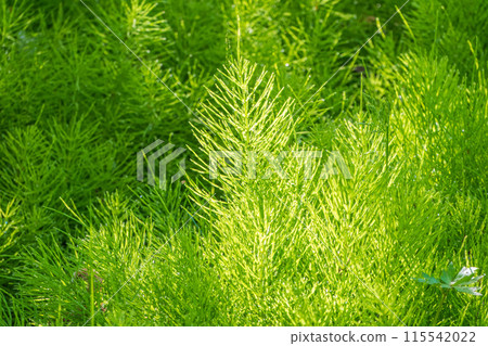 Wood horsetail (Equisetum sylvaticum) growing in the forest close up. Equisetum arvense, the field horsetail or common horsetail. Perennial herb 115542022