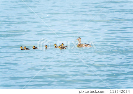 A family of ducks, a duck and its little ducklings are swimming in the water. The duck takes care of its newborn ducklings. Mallard, lat. Anas platyrhynchos A family of ducks, a duck and its little ducklings are swimming in the water. The duck takes care of its newborn ducklings. Mallard, lat. Anas platyrhynchos 115542024
