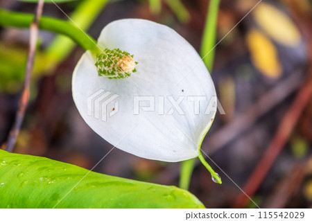 White Calla flower with their typical yellow-orange spadix 115542029