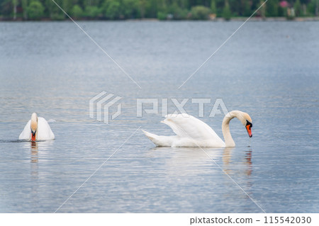 Two Graceful white Swans swimming in the lake, swans in the wild Two Graceful white Swans swimming in the lake, swans in the wild 115542030