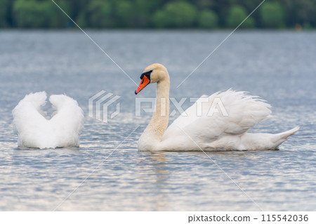 Mating games of a pair of white swans. Swans swimming on the water in nature. Valentine's Day background 115542036