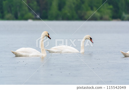 Two Graceful white Swans swimming in the lake, swans in the wild Two Graceful white Swans swimming in the lake, swans in the wild 115542049