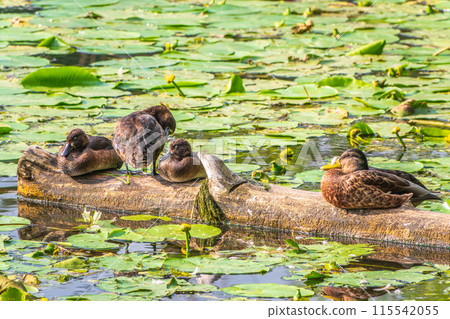 A group of tufted ducks and mallard duck in the wild 115542055