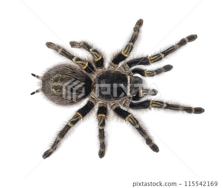 Tarantula on white background 115542169