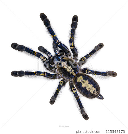 Tarantula on white background Tarantula on white background 115542173