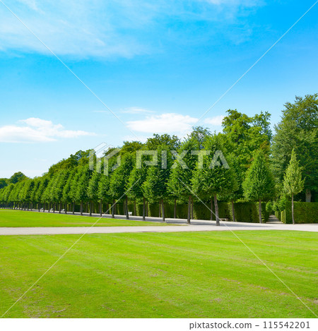 beautiful alley in the park 115542201