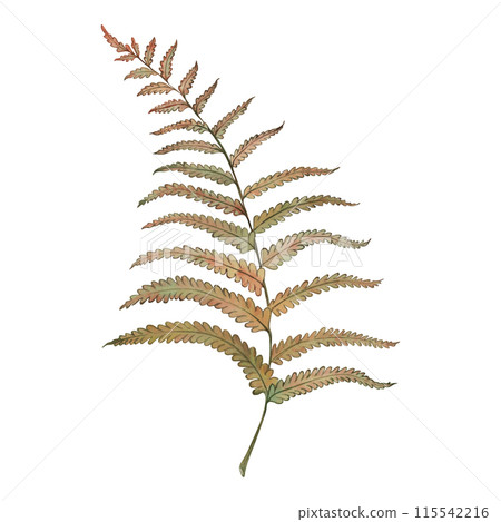 Fern, leaves, branch, leaf, foliage, green, yellow, autumn, the illustration is painted in watercolor on a white background. A beautiful, bright sketch, suitable for the design of cards, invitations. 115542216