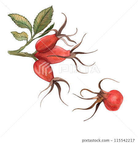 Rosehip berries leaves, branch, red, autumn - a set of illustrations made in watercolor on a white background for the design and printing fabric, postcards. The decoration of the Thanksgiving holiday. 115542217