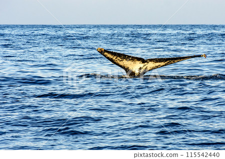 Whale tail coming out of the sea Whale tail coming out of the sea 115542440