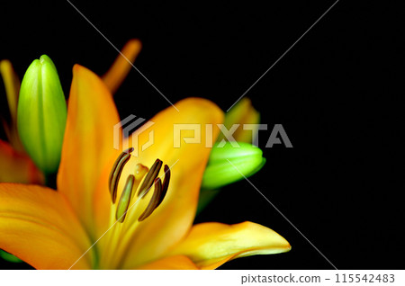 Lily flower 115542483
