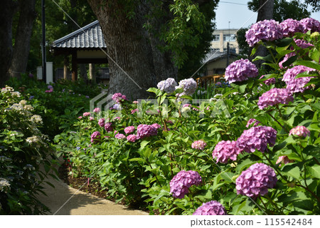 Fujimori Shrine First Hydrangea Garden Fujimori Shrine First Hydrangea Garden 115542484