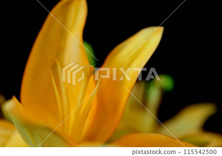 Lily flower 115542500