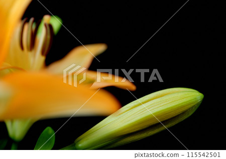 Lily flower Lily flower 115542501