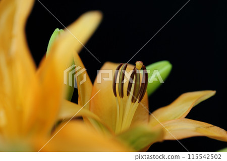Lily flower 115542502