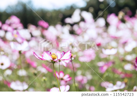 Cosmos of Expo Memorial Park 115542723