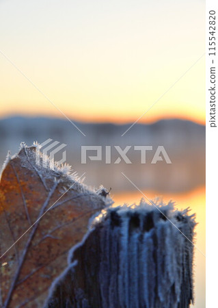 Fukushima-dora in the morning (Niigata) 115542820