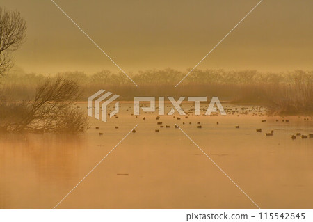 Fukushima-dora in the morning (Niigata) 115542845