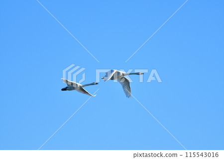Swans on Lake Hyoko (Niigata Prefecture) Swans on Lake Hyoko (Niigata Prefecture) 115543016