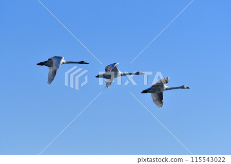 Swans on Lake Hyoko (Niigata Prefecture) 115543022