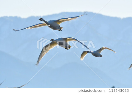 兵子湖的天鵝（新潟縣） 115543023