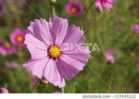 Cosmos Cosmos 115543112