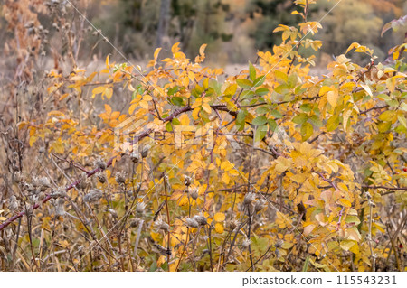 Dry autumn prickly grass close-up with cloudy sky 115543231