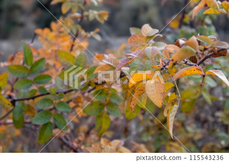 Autumn Colorful Nature Yellow Bush Up Close 115543236