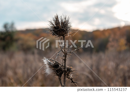 Dry autumn prickly grass close-up with cloudy sky Dry autumn prickly grass close-up with cloudy sky 115543237