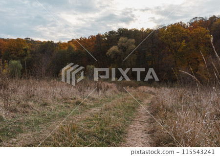 Dirt Road by Autumn Forest with Grey Sky 115543241
