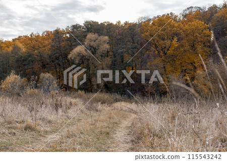 Autumn Rural Dirt Road by Forest and Dry Grass 115543242