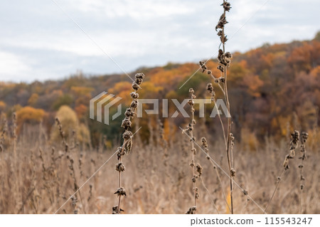 Dry Grass Close-up in Golden Autumn Scenery 115543247