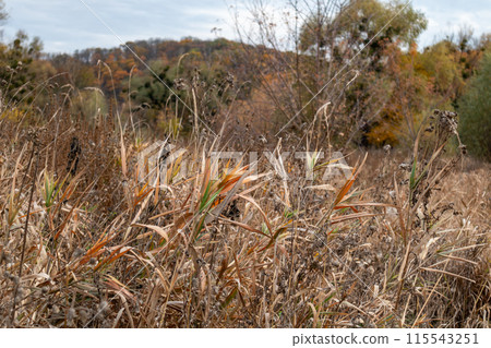 Dry autumn reeds grass thickets close-up Dry autumn reeds grass thickets close-up 115543251