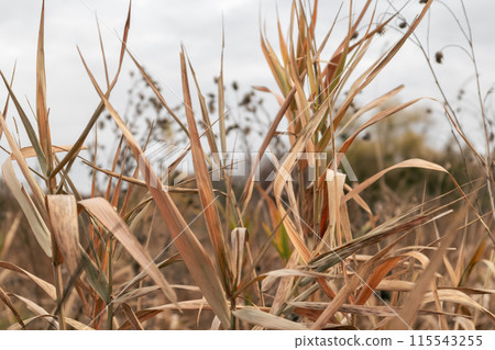 Dry autumn reeds grass thickets close-up 115543255