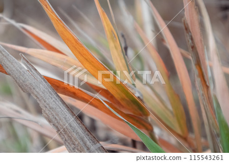 Dry autumn reeds grass thickets close-up 115543261