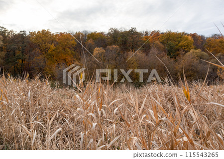 Dry autumn grass thickets close-up near forest 115543265