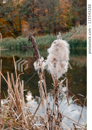 Autumn reeds cattail fluff cotton on riverside 115543288
