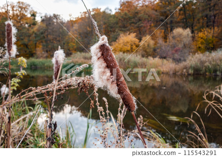 Autumn reeds cattail fluff cotton on river scenery 115543291