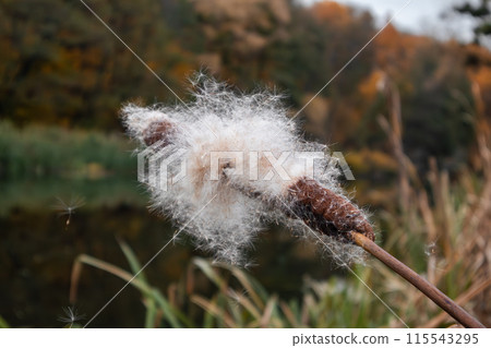 Close-Up of Autumn Reeds and Cattail Cotton 115543295