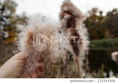 Hand Holding Autumnal Reeds Cattail Fluff by River 115543300